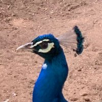 ピーコック (@peacock_65) Twitter profile photo