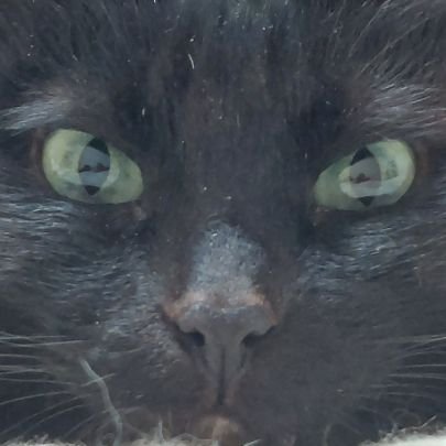 pawpads_299's profile picture. ゲーム用アカウントです。アナザーエデン、ラビリンス·ブレイブ、無期迷途。ラビイブ中心にまったりプレイ中。