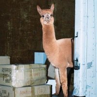 Vro (@vroscrypto) 's Twitter Profile