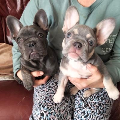 Just a mum with fun loving frenchies