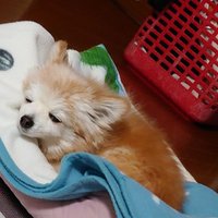 はちすぎ (@naoty_0306) Twitter profile photo