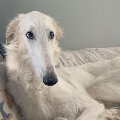 imagine getting so mad at someone with a borzoi pfp you go to their profile to find an insult