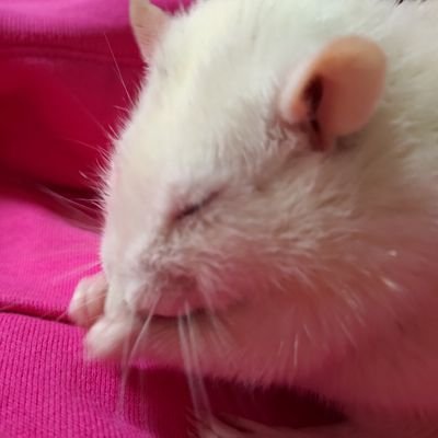 syokusibo_rat Profile Picture