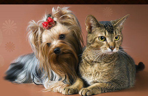 Michelle Howard, Pet Stylist grooming and caring for pets for over 25 years developed https://t.co/8QB5F2v9A9 in 2004.  Currently Contracting at Pet School and Hotel in KY.