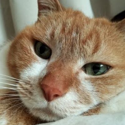 KenSKyForce's profile picture. IT土方@三河地方  
るり(♀)・ごま(♂)・のり(♂)・くろ(♂)の４匹と同居していたが、くろ を残して虹の橋を渡ってしまった。20年近く一緒にいてくれた家族たち。幸せでいて欲しい。