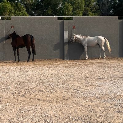 alarabi966's profile picture. 