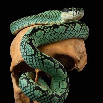 SilindaTheo's profile picture. save the turtles.
