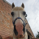 Willow Watson - @WatsonWill53738 - Twitter