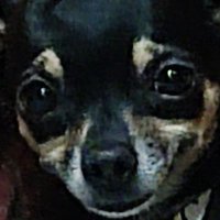 pau (@bibalapau) 's Twitter Profile Photo