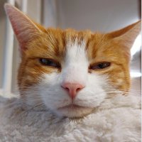A Bowler Hat (@abowlerhat) 's Twitter Profile