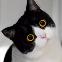 JoyceChi🇨🇳（互fo） (@joycechi51) 's Twitter Profile