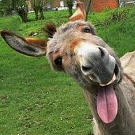 quimg's profile picture. Nascut a Sabadell. Moianès d'adopció. De @saballuts en exili temporal.