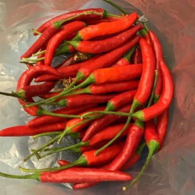 pakapan5's profile picture. 