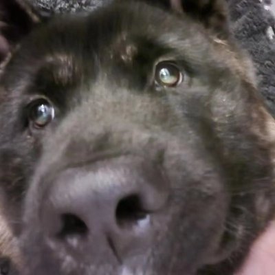 shngc11's profile picture. 