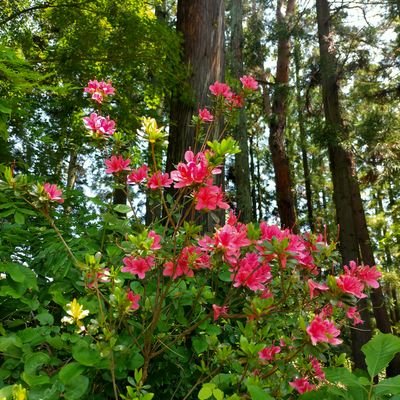 rosamoss3918's profile picture. ✨神社仏閣　龍神　瀬織津姫命✨
　🌹薔薇　🍦ソフトクリーム　🐈猫　　自分の内にも外にも光を観ることを　諦めない　共に✨
※必要なDM以外は見ません　お返事もしません　m(_ _)m🍀