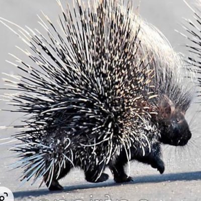 Porcupines are cute & cuddly!
Said no one. Ever.
They're not recommended in petting zoos.
❌DMs ❌🪙❌Porn❌
@CuriousPorcupine.bsky.social