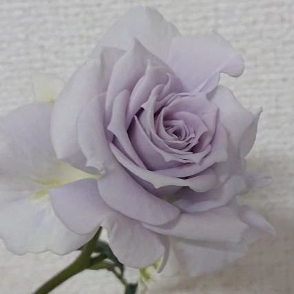 スズさんのプロフィール画像