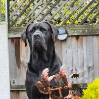 XxROBSTAxX (@rcorrall1972) 's Twitter Profile