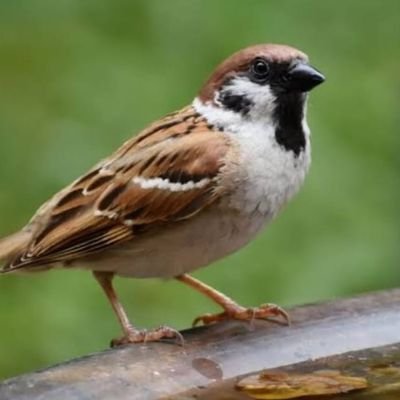 cold_mac_ind's profile picture. 