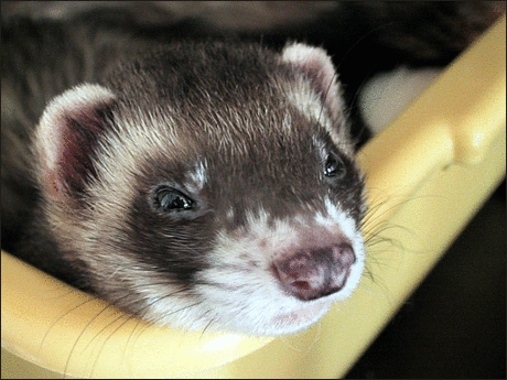 Ferret facts & info for new #ferret owners and experts alike. http://t.co/ElmbkI0b1E