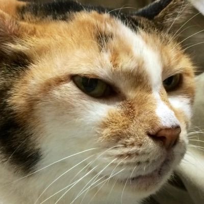 mikeneko_bus_34's profile picture. 🐰巨人ファン🐈‍⬛猫が好き🐈🐾