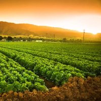 Agrinfo (@agrinfo101) 's Twitter Profile