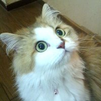 Momo-chan いいね制限中🙏😿(@TChan831) 's Twitter Profile Photo