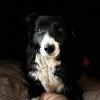 Hulagirluk1965's profile picture. “If we could live happy and healthy lives without harming others, why wouldn’t we?” 💞 -Edgar’s Mission