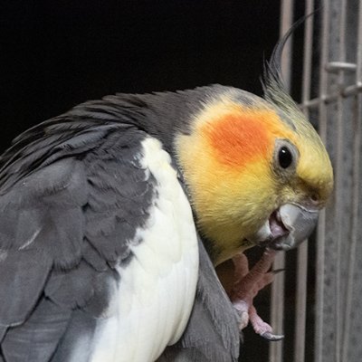 bagapo's profile picture. 21世紀に侵略戦争なんてダサいぞ！　音楽・写真・そしてオカメインコ。
マストドン　　bagapo (https://t.co/3M37uifWYT)
インスタ　　　bagapo2
スレッズ　　　bagapo2
タイッツー　　bagapo
ブルースカイ　bagapo