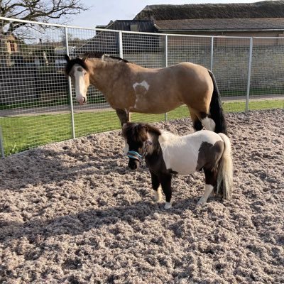 Blog with Irish cob Tess doing dressage & our mini Shetland Remedy. Brand ambassadors for @equilabapp & @keratexhoofcare #dressagecob #minishetland