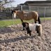 Yellow Cob Whirly and Friends (@yellowcobdr) Twitter profile photo Yellow Cob Whirly and Friends (@yellowcobdr) Twitter profile photo