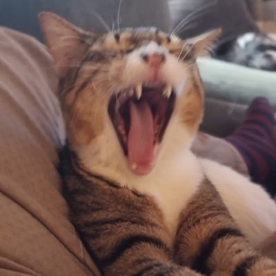 LoriBaker1973's profile picture. Animal lover and kitten foster mama. Because they’re better than us ❤️