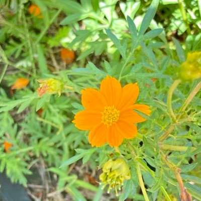kanoe_otoku's profile picture. 6歳年長子育て中の30代母、IT系フリーランサーが「子育て」「お得な買い物」「マインドケア」「アトピー家族ケア体験」「読書して良かったフレーズ」などについて呟く😍🐈📕☕️娘と猫と本と音楽、コーヒーが好き。気の合う仲間たちと磨き合って生きたい🌈アドラー心理学子育てプログラム　パセージプラス卒業👩‍🎓