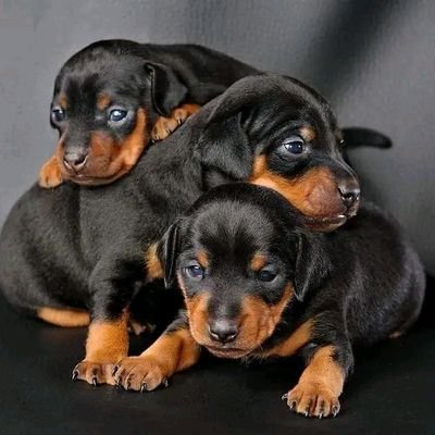 welcome to our #dachshun lovers d Fohow our community if you are a#dachshund lovers This page is deducated to all#dachshund lovers and owners🥰