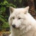 犬 (@not__dog__) Twitter profile photo 犬 (@not__dog__) Twitter profile photo