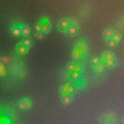 ar1769_pa's profile picture. Gels, cells, and biomolecules