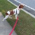 Brady The Brittany (@bradyboyjoy) Twitter profile photo Brady The Brittany (@bradyboyjoy) Twitter profile photo