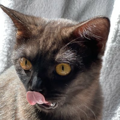 neutrontash's profile picture. ratatatta