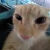 Fruity Cat (@fruity_cat69) Twitter profile photo Fruity Cat (@fruity_cat69) Twitter profile photo