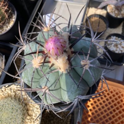 bo_tk_ss's profile picture. ──蛇が脱皮して旧い皮を捨て去るようなものである。