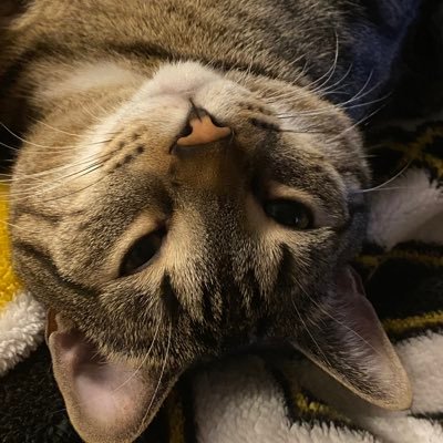 TroubleTheTabby Profile Picture