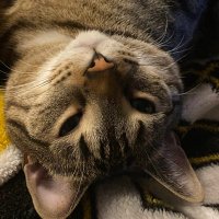 Trouble the Cat (@troublethetabby) 's Twitter Profile Photo Trouble the Cat (@troublethetabby) 's Twitter Profile Photo