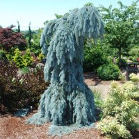 Colorado Tree Guy π³ (@coloradotreeguy) 's Twitter Profile