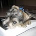 Gail Ladabaum Vegas n1-2, Houston. n2 (@wrigleyschnauzr) Twitter profile photo Gail Ladabaum Vegas n1-2, Houston. n2 (@wrigleyschnauzr) Twitter profile photo