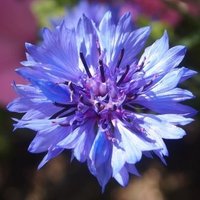 Karla Blau (@blaukarla) 's Twitter Profile Photo Karla Blau (@blaukarla) 's Twitter Profile Photo