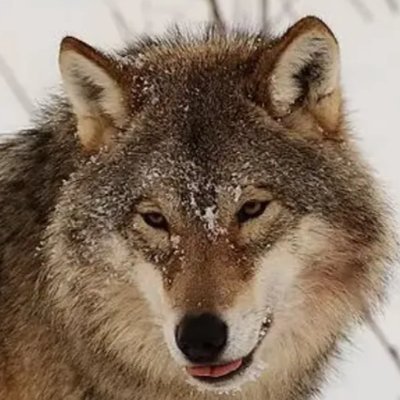 GeeYoeEmAitch's profile picture. Edgelady...or Edgewolf, take your pick