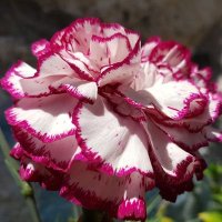 Fosler Ivy (@foslerivy2213) 's Twitter Profile
