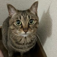soramomo (@soramomonyans01) 's Twitter Profile
