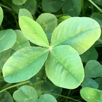 acsgreenleaf's profile picture. good luck 🍀! Sorry i don't post nothing, just here sometimes to see some tech and couple other things.