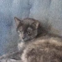 Melissa (@toastmastermel2) 's Twitter Profile